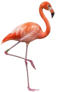 a pink flaming standing on a white background.jpg